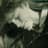 Sharon Shannon