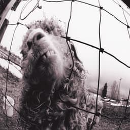 Vs. - Pearl Jam