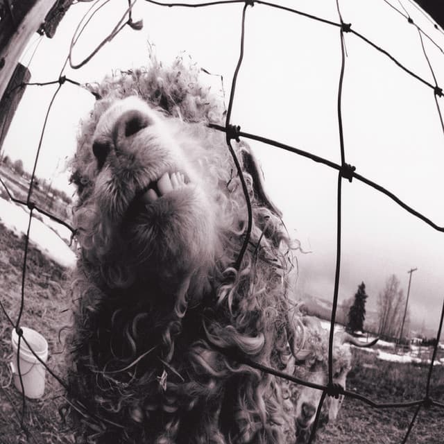 Vs. - Pearl Jam